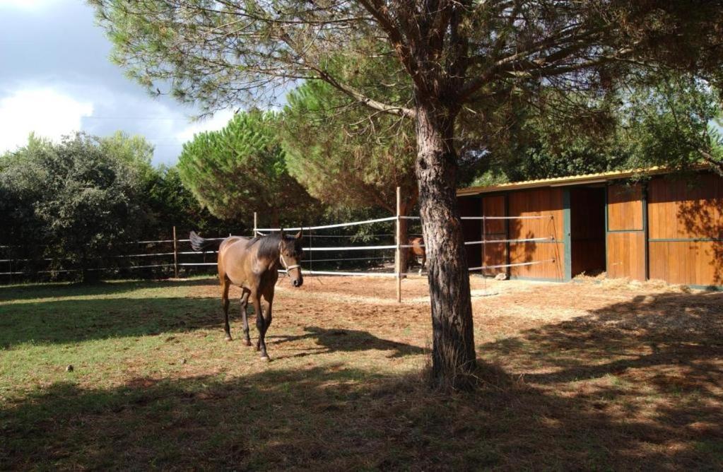 Tenuta Don Monaco - Agriturismo Santa Cesarea Terme Bagian luar foto