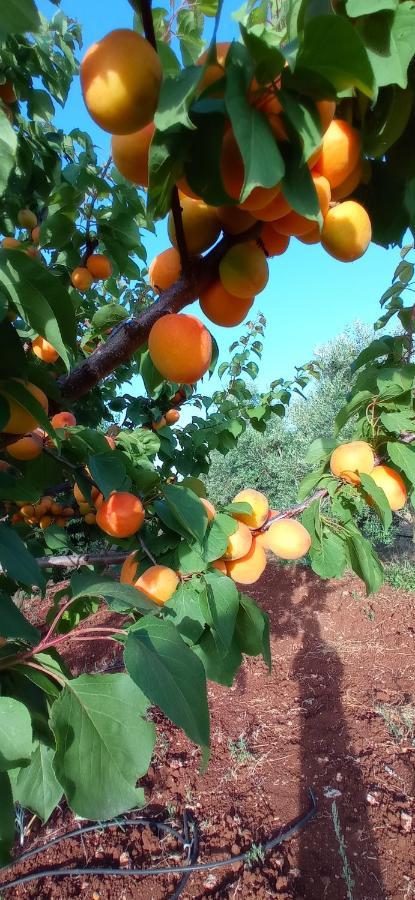 Tenuta Don Monaco - Agriturismo Santa Cesarea Terme Bagian luar foto